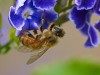 Bee on Flower